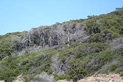 Port Cros - Wald am Strand